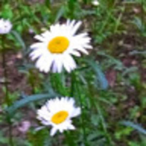 Meet your Posher, Carol